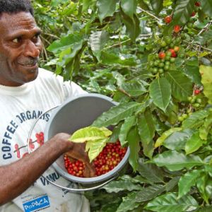 johnny willie coffee grower tanna